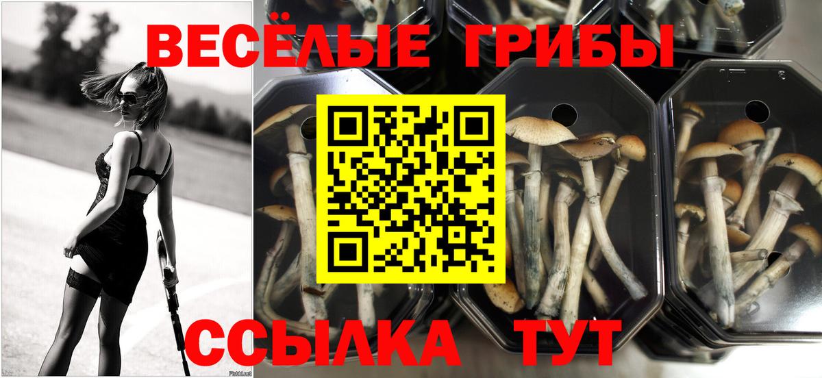 Псилоцибиновые грибы Psilocybe Дзержинский